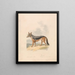 Jackal with black back - Samuel Howitt — framed artwork on a wall