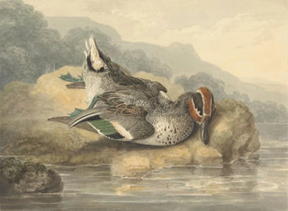 Teal mort - Samuel Howitt — artwork view