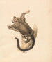 Flying Squirrel Painting - Samuel Howitt — artwork view