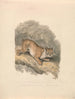 North American Lynx - Samuel Howitt — artwork view