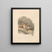 North American Lynx - Samuel Howitt — framed artwork on a wall