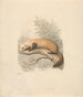 Putois - Samuel Howitt — artwork view