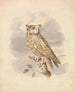 Petit-duc Painting - Samuel Howitt — artwork view