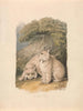 The Canadian Lynx seen from life - Samuel Howitt — artwork view