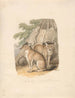 Two Huskies - Samuel Howitt — artwork view