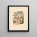 Two Huskies - Samuel Howitt — framed artwork on a wall