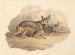 Two Hyenas - Samuel Howitt — artwork view