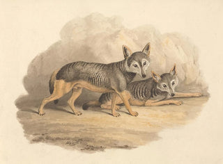 Two Hyenas - Samuel Howitt — artwork view