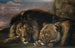 Lion et lionne endormis - Samuel Raven — artwork view