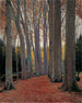 Allée des Platanes - Santiago Rusiñol — artwork view