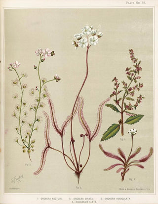 Sarah Featon - 1 Drosera arcturi 2 Drosera binata 3 Drosera auriculata 4 Halaragis altata Plate 33.webp