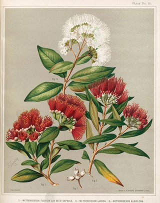 Sarah Featon - 1 Metrosideros florida and Seed Capsule 2 Metrosideros lucida 3 Metrosideros albiflora Plate 35.webp