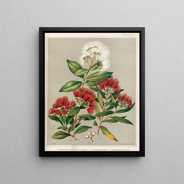 1 Metrosideros florida and seed capsule 2 Metrosideros lucida 3 Metrosideros albiflora - Sarah Featon — framed artwork on a wall