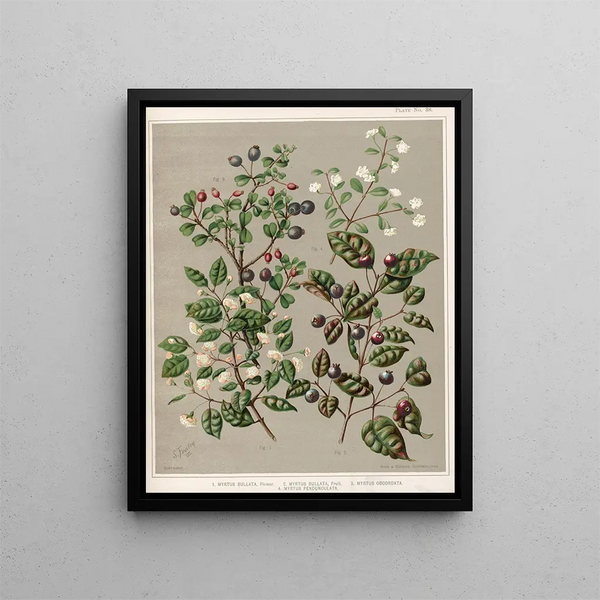 Myrtus bullata Flower 2 Myrtus bullata Fruit 3 Myrtus obcordata 4 Myrtus pendunculata Plate 38 - Sarah Featon — framed artwork on a wall