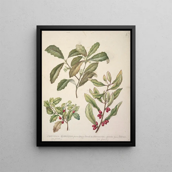 Alseuosmie - Sarah Featon — framed artwork on a wall