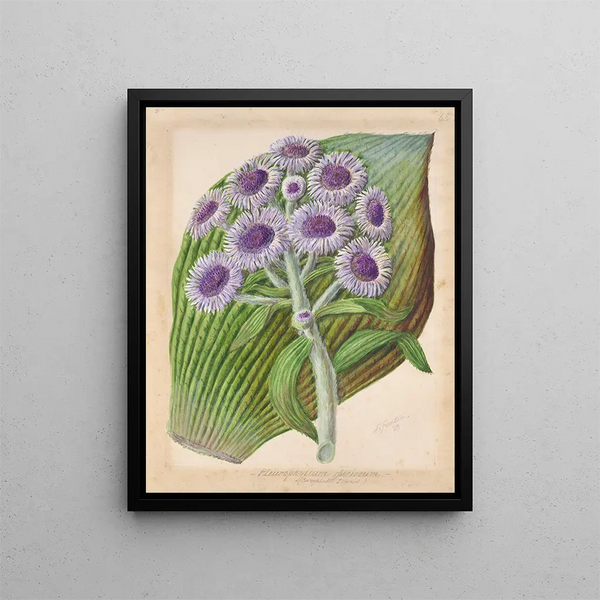 Marguerite antarctique - Sarah Featon — framed artwork on a wall