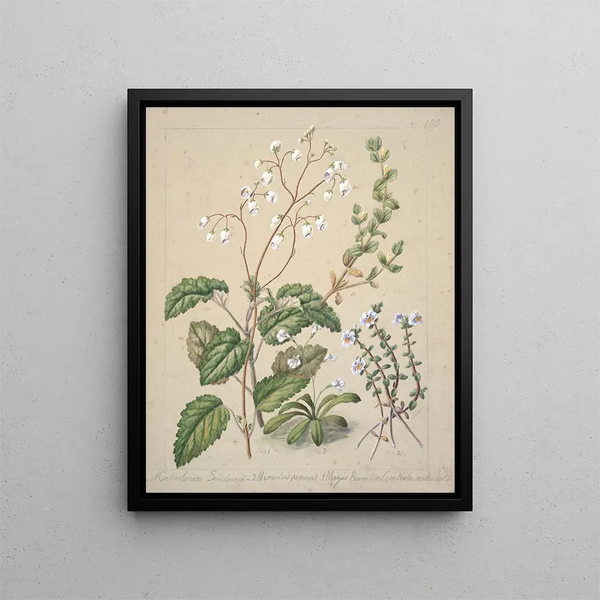 Calceolaria sinclarii Mimulus repens Mazus dwarf - Sarah Featon — framed artwork on a wall