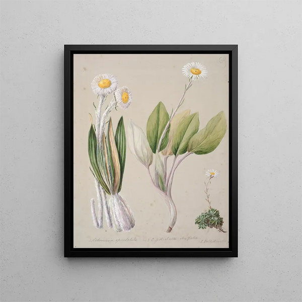 Celmisia - Sarah Featon — framed artwork on a wall