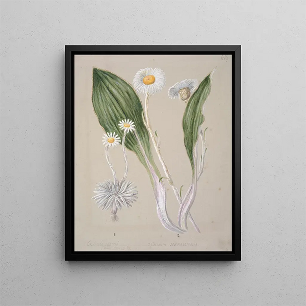 Marguerite des montagnes Celmisia - Sarah Featon — framed artwork on a wall