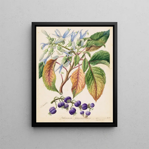 Colensoa physaloides - Sarah Featon — framed artwork on a wall