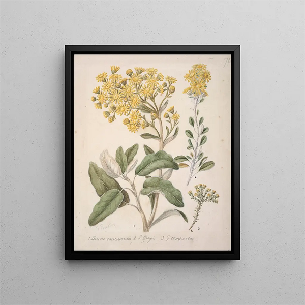 Marguerite Brachyglottis - Sarah Featon — framed artwork on a wall