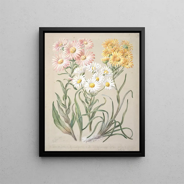 Snow Seaside Daisy - Sarah Featon — framed artwork on a wall