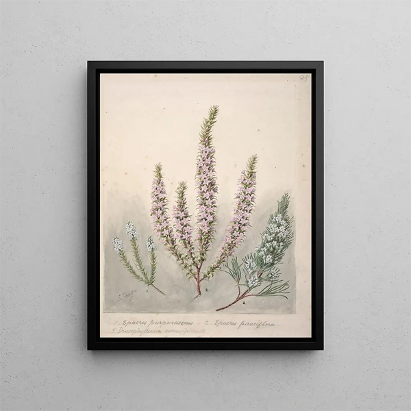 Epacris 2 species Dracophyllum 1 species - Sarah Featon — framed artwork on a wall