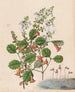 Euphrasia cuneata Rhabdothamnus solandri Utricularia monanthos - Sarah Featon — artwork view