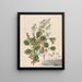 Euphrasia cuneata Rhabdothamnus solandri Utricularia monanthos - Sarah Featon — framed artwork on a wall