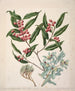 Exorcarpus bidwillii Black Maire Santalum cunninghamii Euphorbia glauca - Sarah Featon — artwork view