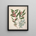 Exorcarpus bidwillii Black Maire Santalum cunninghamii Euphorbia glauca - Sarah Featon — framed artwork on a wall