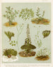 Fig 1 Cardamine hirsuta Fig 2 Braya of New Zealand Fig 3 Lepidium incisum Fig 4 Notothalspi rosulatum Plate 6 - Sarah Featon — artwork view