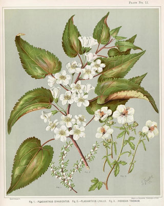 Sarah Featon - Fig 1 Plagianthus divaricatus Fig 2 Plagianthus lyallii Fig 3 Hibiscustrionum Plate 11.webp