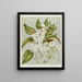 Fig 1 Plagianthus divaricatus Fig 2 Plagianthus lyallii Fig 3 Hibiscus trionum - Sarah Featon — framed artwork on a wall