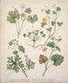 Géranium dissectum Géranium traversii Pelargonium australe Oxalis corniculata Magellanica - Sarah Featon — artwork view