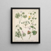 Géranium dissectum Géranium traversii Pelargonium australe Oxalis corniculata Magellanica - Sarah Featon — framed artwork on a wall