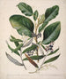 Griselinia lucida Corokia buddleoides - Sarah Featon — artwork view