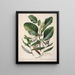 Griselinia lucida Corokia buddleoides - Sarah Featon — framed artwork on a wall