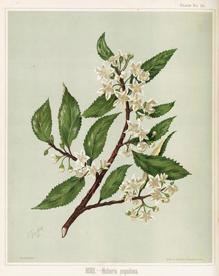 Sarah Featon - Houi Hoheria populnea Plate 12.webp