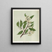 Houi Hoheria populnea - Sarah Featon — framed artwork on a wall