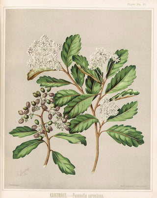Sarah Featon - Kaikomako Pennantia corymbosa Plate 19.webp