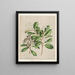 Kaikomako Pennantia corymbosa - Sarah Featon — framed artwork on a wall
