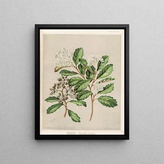 Sarah Featon - Kaikomako Pennantia corymbosa Plate 19.webp
