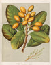 Karaka Corynocarpus laevigatus - Sarah Featon — artwork view