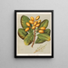 Karaka Corynocarpus laevigatus - Sarah Featon — framed artwork on a wall
