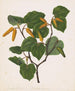 Kawa kawa Macropiper excelsum - Sarah Featon — artwork view