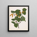 Kawa kawa Macropiper excelsum - Sarah Featon — framed artwork on a wall