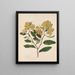 Savon Kumarahou Gumdiggers Pomaderris kumeraho - Sarah Featon — framed artwork on a wall