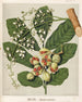 Reproduction of the painting KoheKohe Dysoxylum spectabile - Sarah Featon