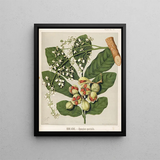 Sarah Featon - KoheKohe Dysoxylum spectabile Plate 18.webp